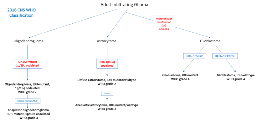 Updates in Glioma and Meningioma… | College of American Pathologists